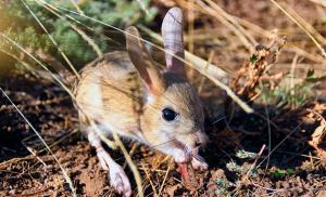 Desert dweller jerboa: photos, pictures and description of the animal How the jerboa adapted to life in the desert