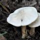 Spring mushroom May row Similar species and differences from them