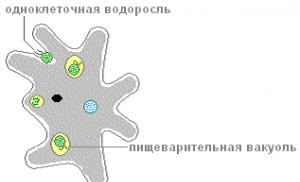 Амеба обыкновенная, ее среда обитания, особенности строения и жизнедеятельности