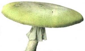 Toxic effect of poisonous mushrooms