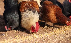 Курица-несушка: как увеличить яйценоскость на личном подворье