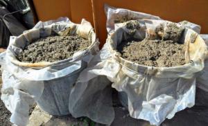 Infusion of chicken manure for fertilizing tomatoes