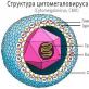 Cytomegalovirus (Inclusion disease, Viral disease of the salivary glands, Inclusive cytomegaly, Cytomegalovirus infection (CMV))