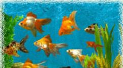 Aquarium in feng shui - money and well-being Fish in the house according to feng shui