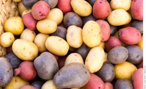 Panen kentang yang buruk: penyebab dan solusi