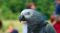 Hovoriaci papagáj: ktoré vtáky hovoria, je najjednoduchšie sa naučiť a ako sa naučiť hovoriť