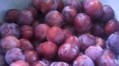 Japanese plum: description of varieties and cultivation Description of varieties of Japanese plum