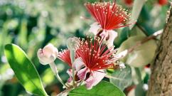 Feijoa fruit - “everything you wanted to know about feijoa: composition, kbju, beneficial properties, contraindications