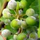 Powdery mildew on grapes how to fight