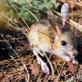Çölde yaşayan jerboa: fotoğraf, resim ve hayvanın tanımı Jerboa çölde yaşama nasıl adapte oldu