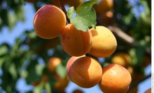 Apricots in central Russia