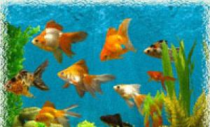 Aquarium in feng shui - money and well-being Fish in the house according to feng shui