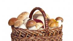 Edible mushrooms by season: for whom there is a place in the basket in spring, summer and autumn