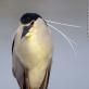 Heron bird: photo and description What heron eats