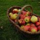 Jablkový džús na zimu: pripravte si ho sami