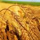 Poems about rye, wheat and other spikelets for children Tales about wheat