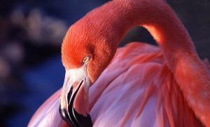 Flamingo: nerede yaşıyor, ne yiyor, açıklama