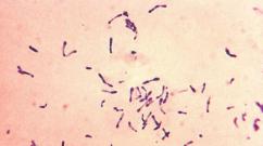 Spesies mana dari genus corynebacterium yang menghasilkan eksotoksin?