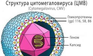 Cytomegalovirus (Inclusion disease, Viral disease of the salivary glands, Inclusive cytomegaly, Cytomegalovirus infection (CMV))