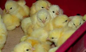We grow broilers for meat: a profitable business idea