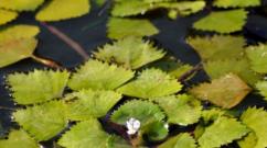 Plants for the pond: names of aquatic species