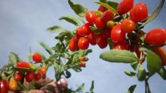 Goji berry: các thuộc tính hữu ích và trồng trọt trên trang web