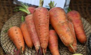 Secrets of the correct harvesting of carrots