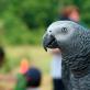Konuşan papağan: Hangi kuşların konuştuğu, öğrenmesi en kolay ve konuşmayı öğretmek